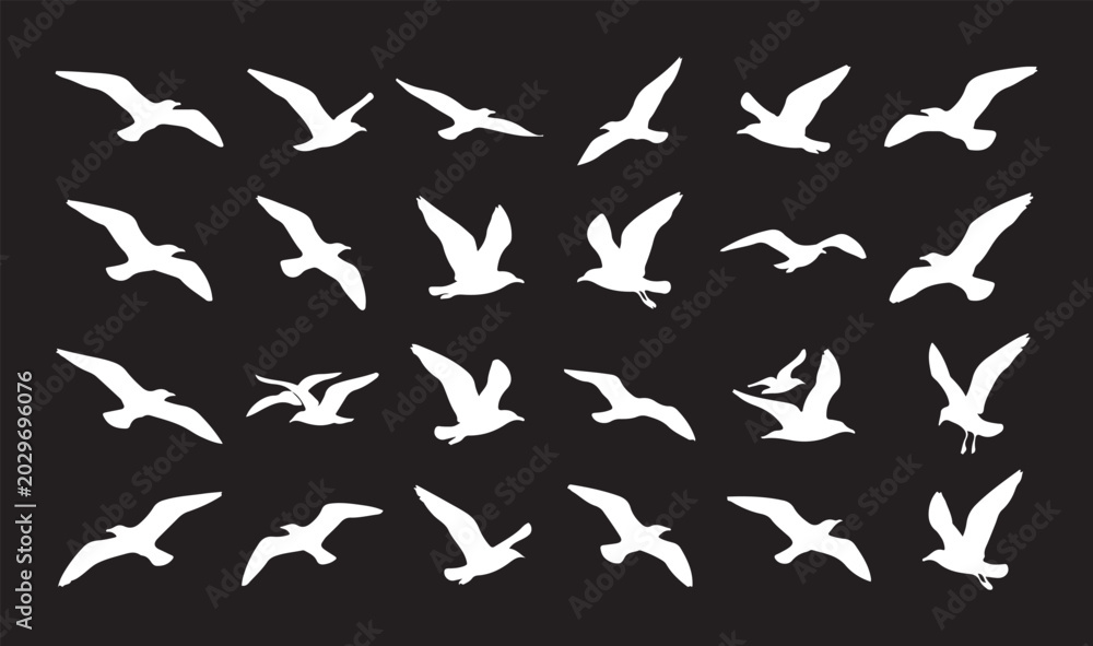 Fototapeta premium Collection of flying seagull white silhouettes isolated on a solid black background.