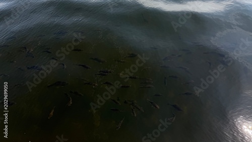 Fotografie School of dark fish swimming in the murky green water of a natural park pond on a sunny summer day