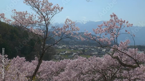 長野 高遠城址公園から望む中央アルプス