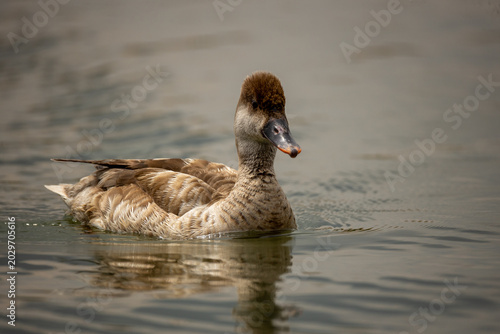 Fotografie Male common pochard (Aythya ferina) swimming in a lake.