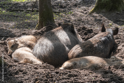 Family of wild boars resting in a hollow under the trees during daylight in a forested area