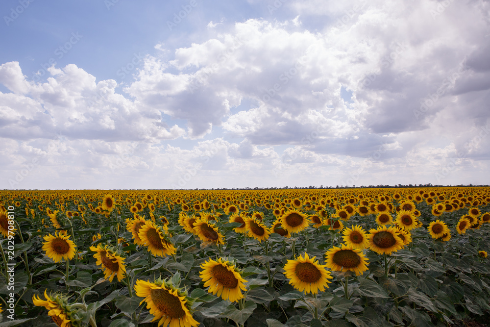 Obraz premium Landscape. Sunflowers are blooming in the field.