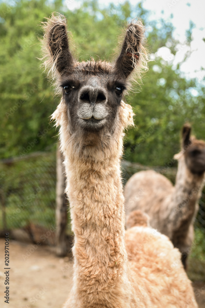 Fototapeta premium Llama retrato