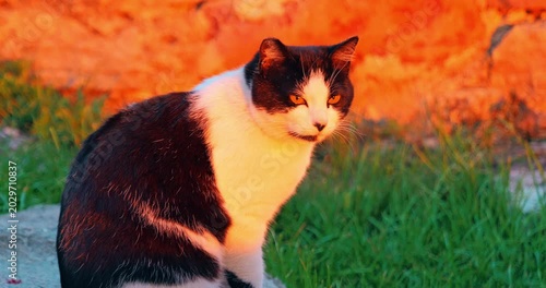 Cat in the sunset lights, close up slowmo shot