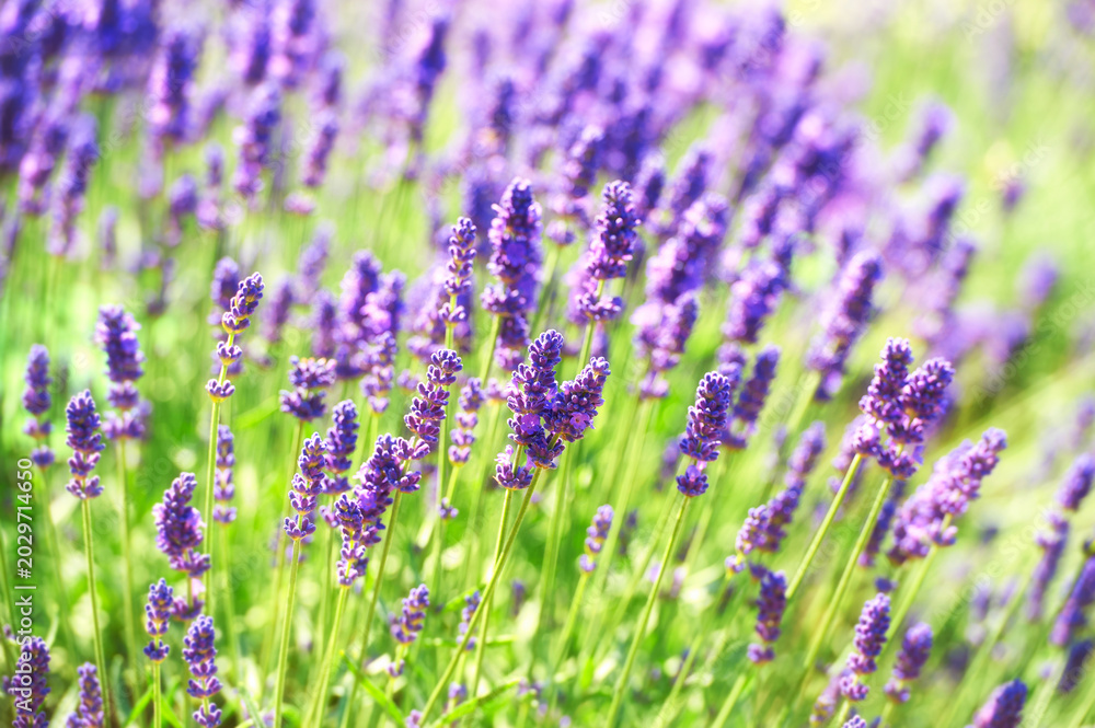 Naklejka premium Selective focus on lavender flower. Soft focus. 