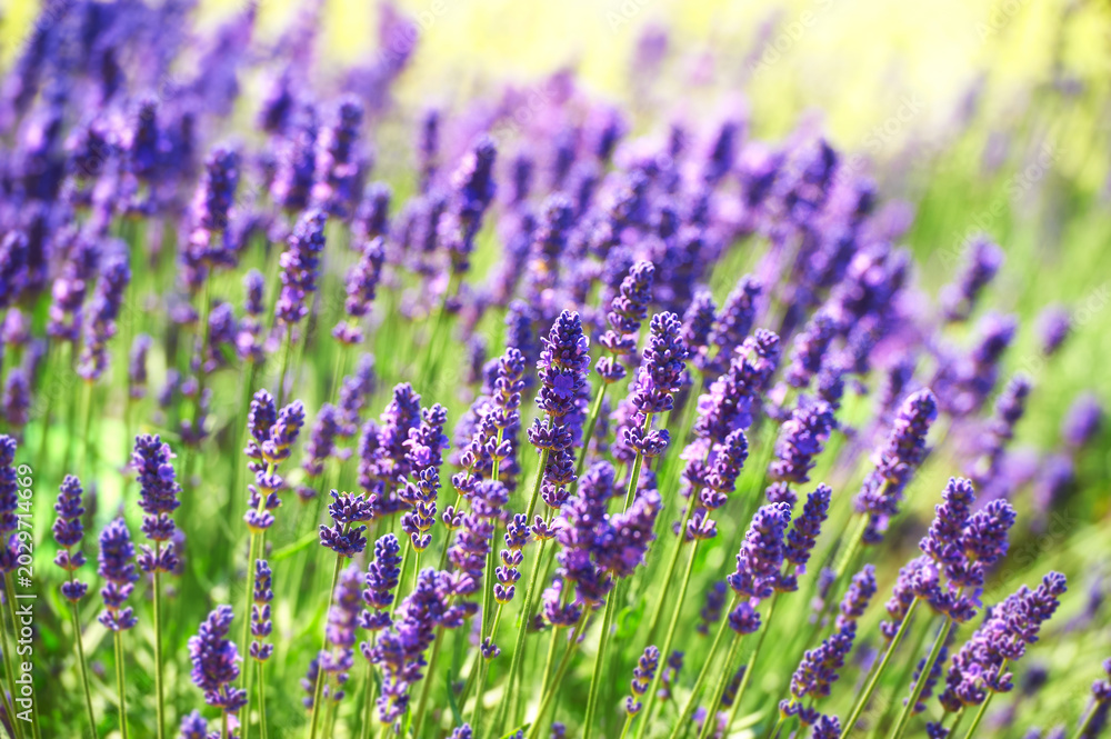 Obraz premium Selective focus on lavender flower. Soft focus. 