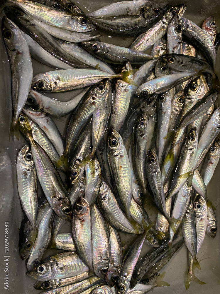 Obraz premium An anchovy, freshly caught in the port of Burgas, Bulgaria