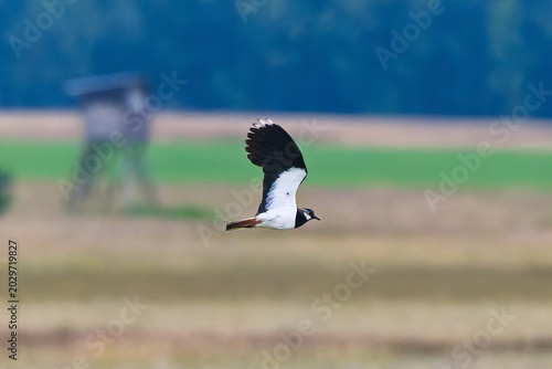 Photos Kiebitz beim Flug über eine Wiese