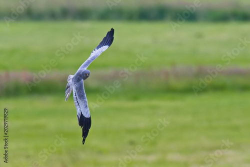 Fotografi Männchen der Wiesenweihe (Circus pygargus) bei der Jagd