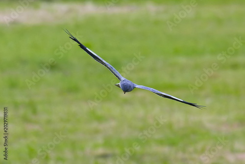 Foto Männchen der Wiesenweihe (Circus pygargus) bei der Jagd