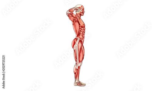 Tableau sur toile Male human muscular system anatomy illustration side profile view