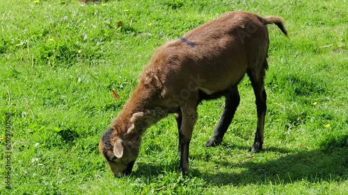 Young brown lamb grazing green grass
