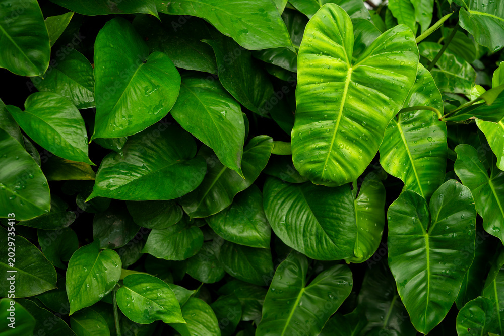 Fototapeta premium Green Philodendron leaves, Tropical foliage pattern with fresh raindrops and dark shadows.