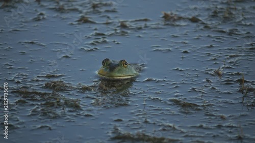 A stealthy bullfrog waits in a pond for his next meal
