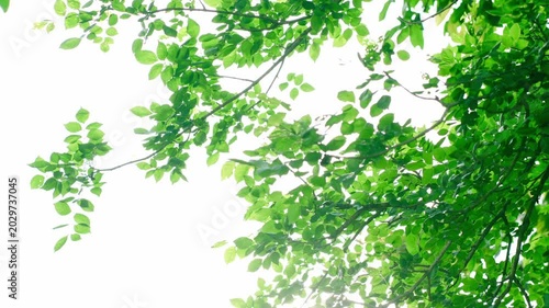 Beautiful  leaves in soft focus and tree blur background concept