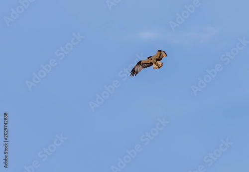 Valokuva Osprey hovering over the water looking for fish with bright blue sky background