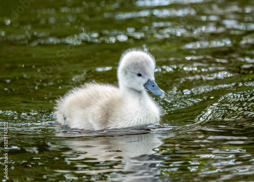 Fotografia Newly fledged mute swan cygnet swimming on the pond