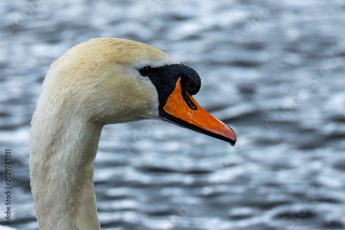 Tableau sur toile Close up of a graceful mute swan on the pond