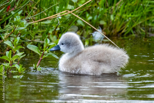 Foto Newly fledged mute swan cygnet swimming on the pond