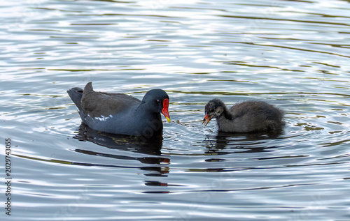 Konstfotografi Moorhen parent feeding fledgling baby on the pond