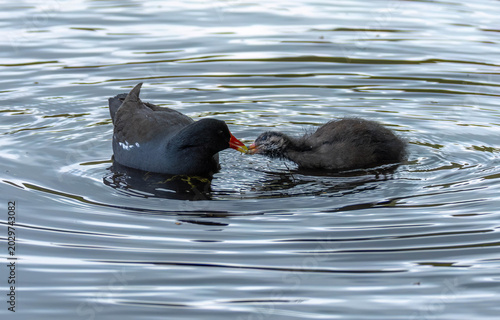 Bild auf Leinwand Moorhen parent feeding fledgling baby on the pond