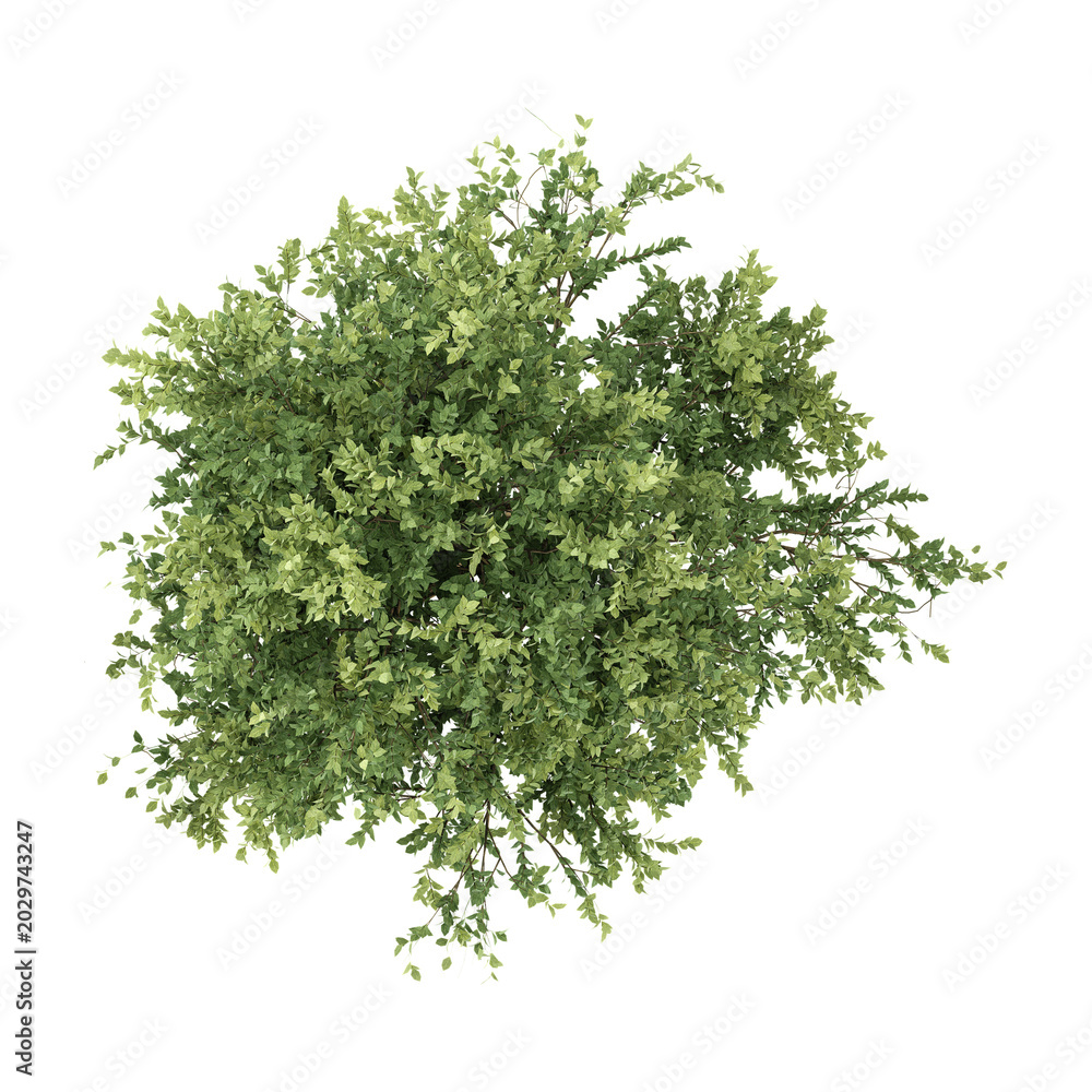 Obraz premium 3d Rendering Of Elm Tree on Transparent Canvas from top view