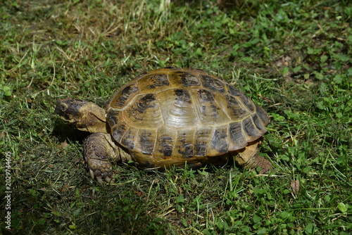 Schildkröte