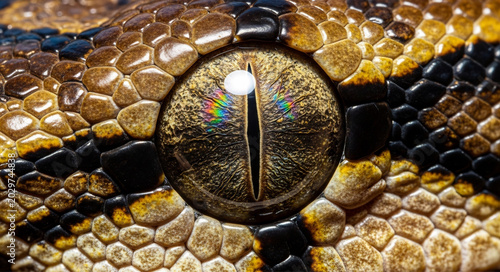 Photos Extreme closeup of a snake eye with detailed scales and vertical pupil