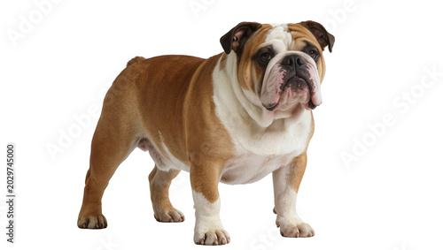 Konstfotografi Stocky brown and white bulldog standing, isolated on transparent background
