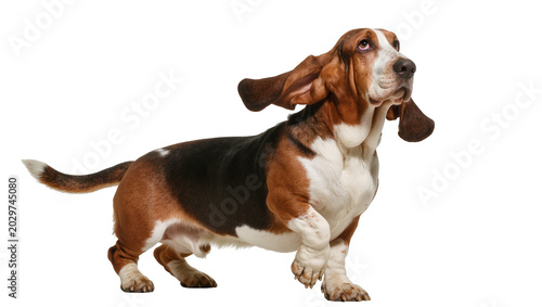 Photos Tri-colored Basset Hound dog with long floppy ears, isolated on transparent back