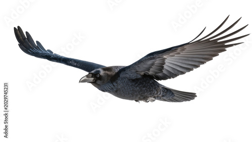 Quadro em tela Dark black crow bird with spread wings flying, isolated on transparent backgroun