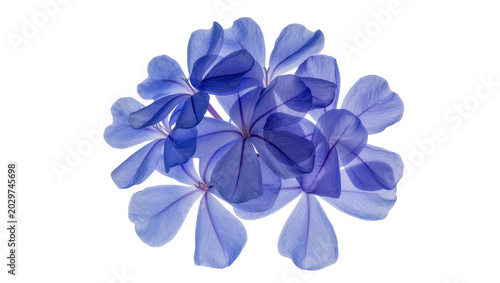 Obraz na plátně Cluster of delicate blue plumbago flowers, isolated on transparent background