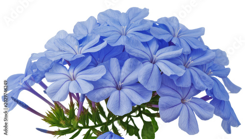 Vászonkép Cluster of delicate blue plumbago flowers with green leaves, isolated on transpa