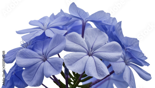 Foto Cluster of delicate blue plumbago flowers, isolated on transparent background