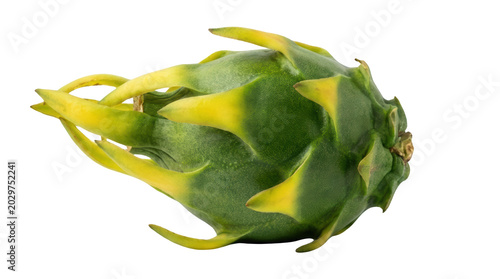 Harvesting dragon fruit tropical farm high-quality image bright green environment close-up perspective