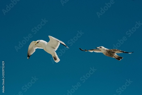 seagulls in flight