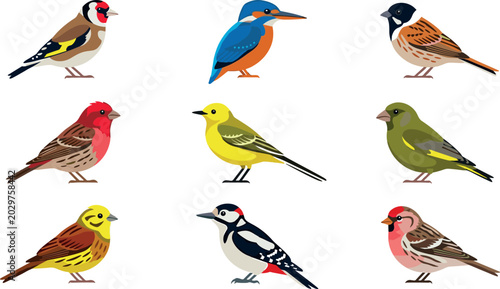 Schilderij op canvas Colorful wild birds vector illustration collection set featuring small songbirds sparrow kingfisher woodpecker goldfinch and finches isolated on a white background