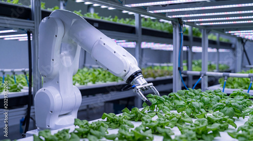 Cuadro en lienzo Automated robotic arm meticulously harvests fresh green basil plants in a controlled indoor vertical farm