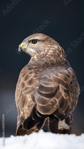 Close-up photo of a bird of prey