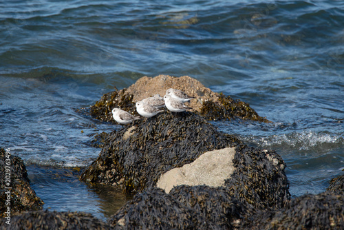 Young seagull, Larus argentatus, flock of herring gulls, winter plumage, mottled, brown gray feathers, bird of North Sea coast, Netherlands