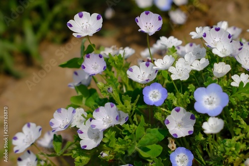 Spring flowers in the garden