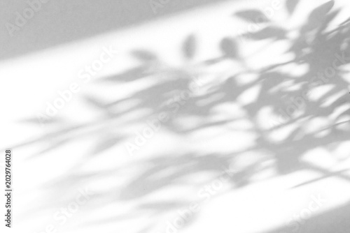 Bild auf Leinwand shadow overlay effect of natural tree leaves shadow over on white wall,abstract