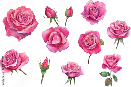 watercolor pink roses