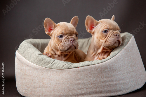 Foto two (group) cute French Bulldog puppies in a dog bed on a black background looki