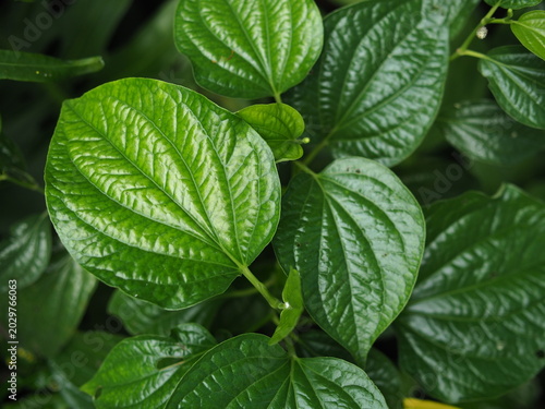 green leaf texture background