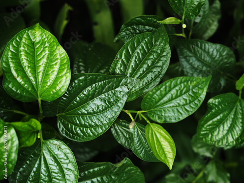 green leaf texture background
