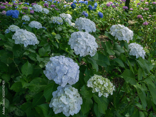 Photos 紫陽花