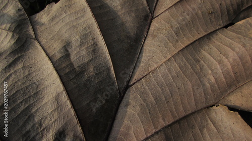 wood texture background