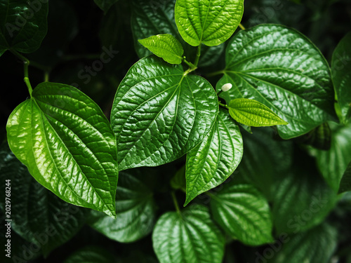 green leaf texture background