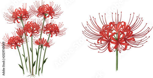 Photos Red spider lily vector illustration set featuring realistic lycoris radiata flowers with stems isolated on a clean white background for botanical graphic designs